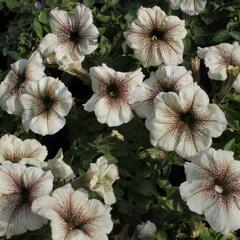 Petúnie 'Viva Cappucino' - Petunia hybrida 'Viva Cappucino'