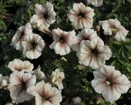 Petúnie 'Viva Cappucino'