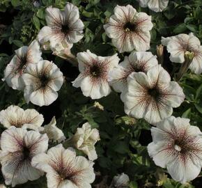 Petúnie 'Viva Cappucino' - Petunia hybrida 'Viva Cappucino'