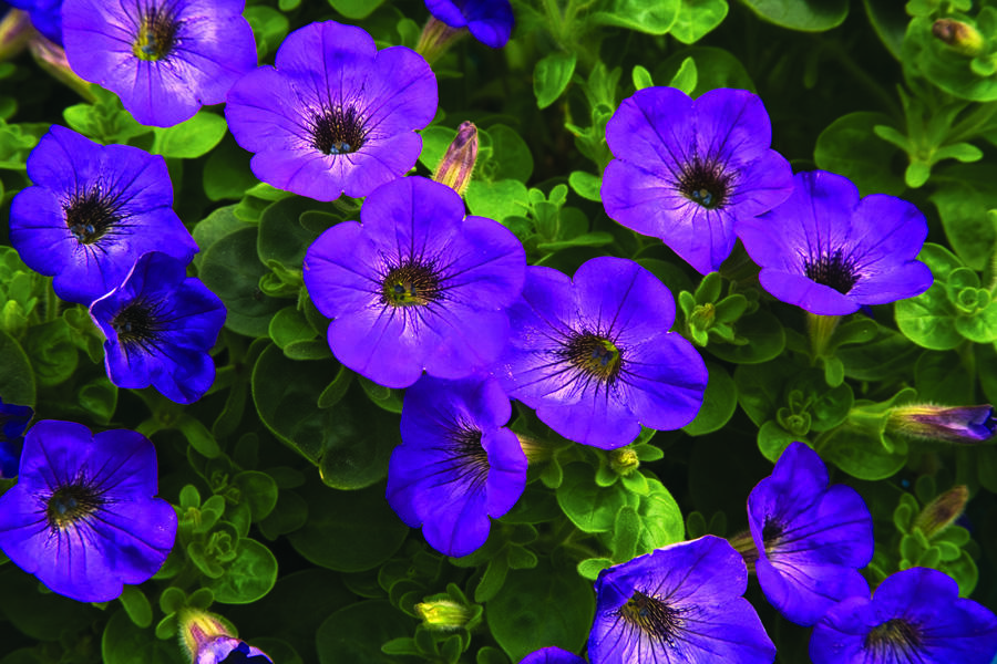 Petúnie 'Sanguna Atomic Blue' - Petunia hybrida 'Sanguna Atomic Blue'