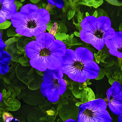 Petúnie 'Atomic Blue' - Petunia hybrida Sanguna 'Atomic Blue'