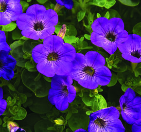 Petúnie 'Atomic Blue' - Petunia hybrida Sanguna 'Atomic Blue'