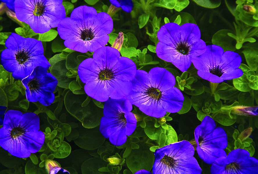 Petúnie 'Sanguna Atomic Blue' - Petunia hybrida 'Sanguna Atomic Blue'