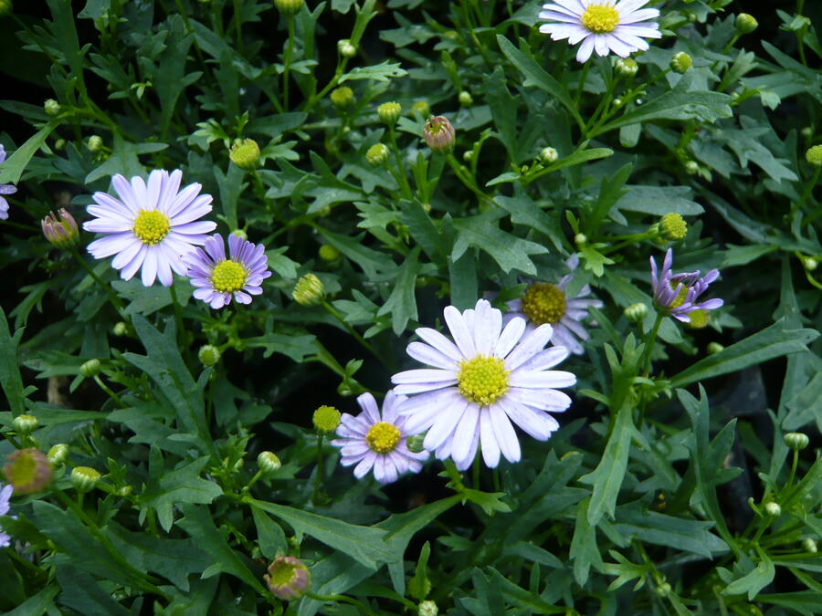 Všelicha, brachykome 'Mauve Delight' - Brachyscome multifida 'Mauve Delight'