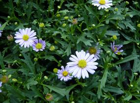 Všelicha, brachykome 'Mauve Delight' - Brachyscome multifida 'Mauve Delight'