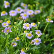 Všelicha, brachykome 'Mauve Delight' - Brachyscome multifida 'Mauve Delight'