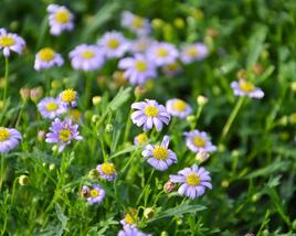 Všelicha, brachykome 'Mauve Delight'