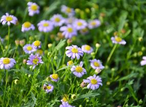 Všelicha, brachykome 'Mauve Delight' - Brachyscome multifida 'Mauve Delight'