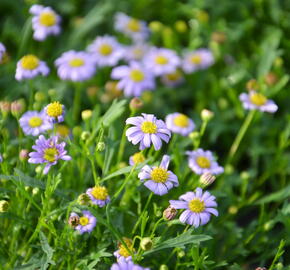 Všelicha, brachykome 'Mauve Delight' - Brachyscome multifida 'Mauve Delight'