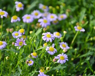 Všelicha, brachykome 'Mauve Delight'