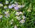 Všelicha, brachykome 'Mauve Delight'
