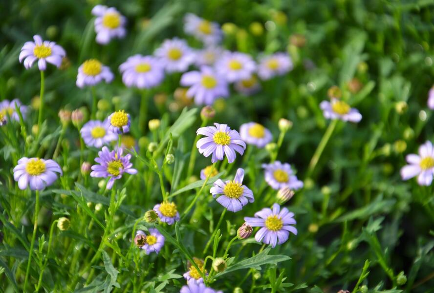 Všelicha, brachykome 'Mauve Delight' - Brachyscome multifida 'Mauve Delight'