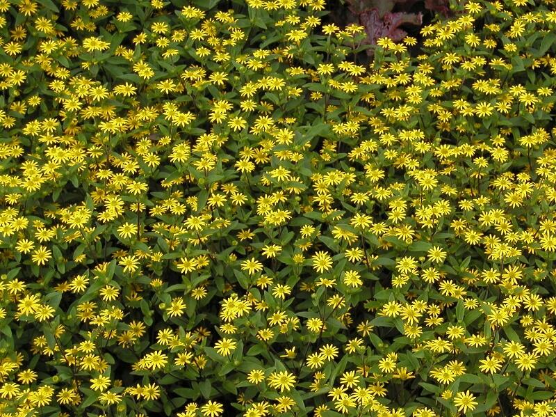 Vitálka poléhavá 'Solaris Table' - Sanvitalia procumbens 'Solaris Table'