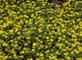 Vitálka poléhavá 'Solaris Table' - Sanvitalia procumbens 'Solaris Table'