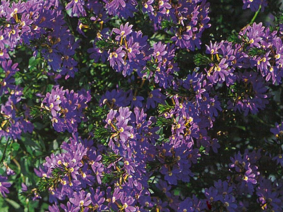 Vějířovka nezlomná 'Blue Laguna' - Scaevola aemula 'Blue Laguna'