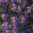 Vějířovka nezlomná 'Blue Laguna' - Scaevola aemula 'Blue Laguna'