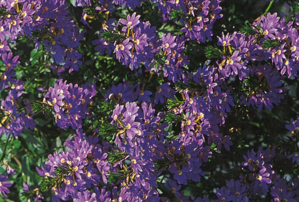 Vějířovka nezlomná 'Blue Laguna' - Scaevola aemula 'Blue Laguna'