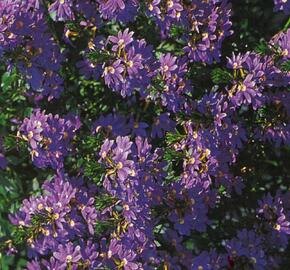 Vějířovka nezlomná 'Blue Laguna' - Scaevola aemula 'Blue Laguna'