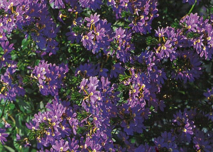 Vějířovka nezlomná 'Blue Laguna' - Scaevola aemula 'Blue Laguna'
