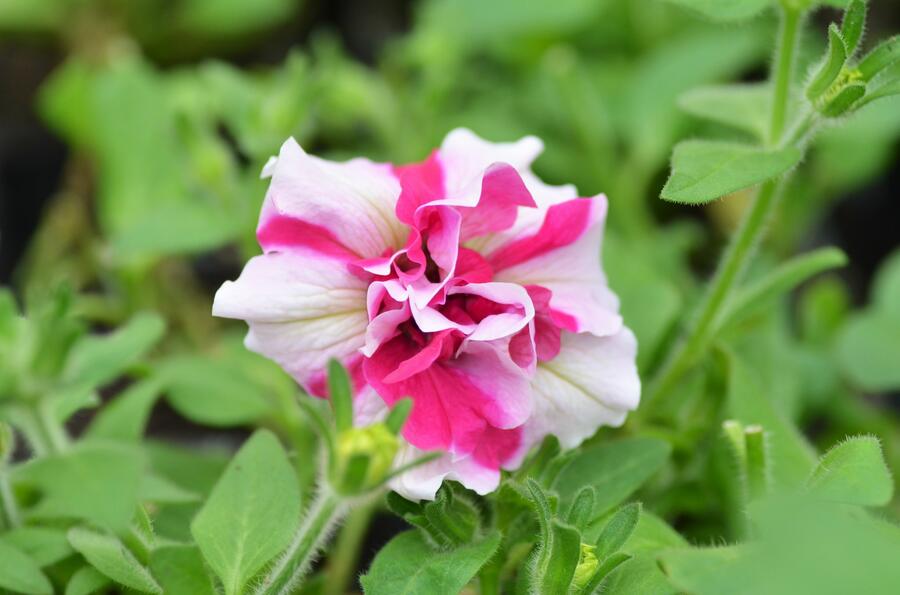 Petúnie 'Tumbelina Rose Ripple' - Petunia hybrida 'Tumbelina Rose Ripple'