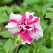 Petúnie 'Tumbelina Rose Ripple' - Petunia hybrida 'Tumbelina Rose Ripple'