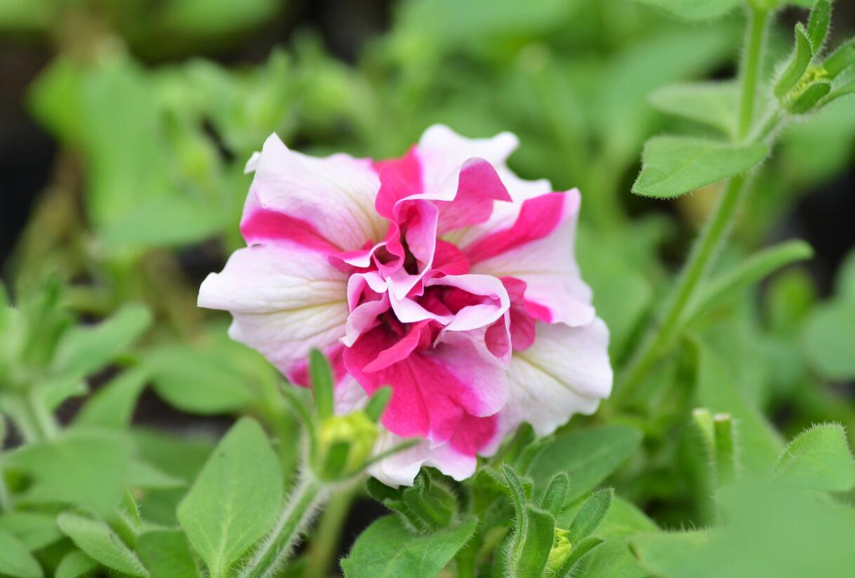 Petúnie 'Tumbelina Rose Ripple' - Petunia hybrida 'Tumbelina Rose Ripple'