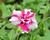 Petúnie 'Tumbelina Rose Ripple'