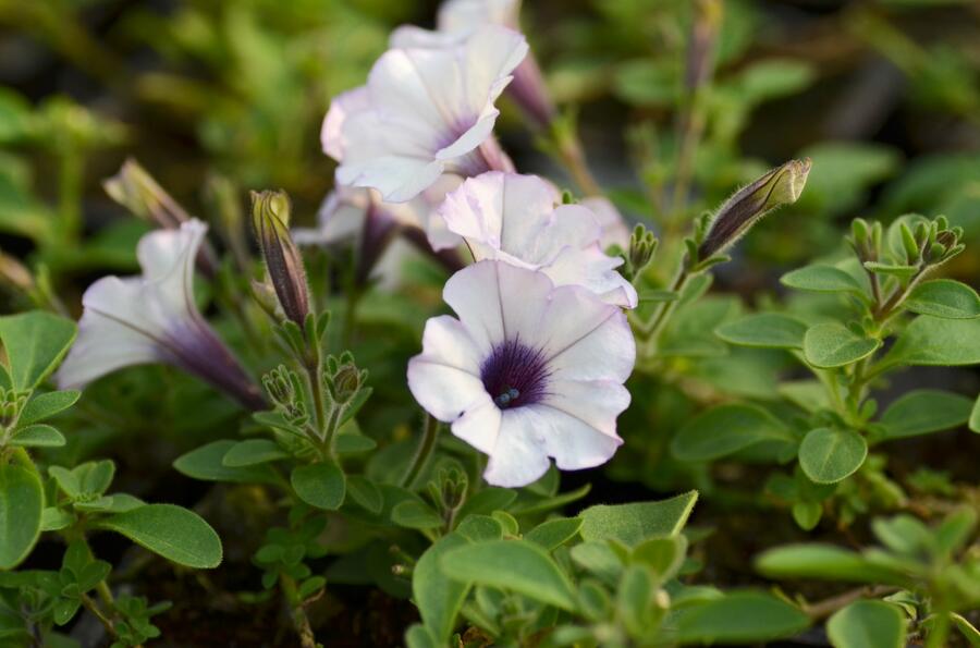 Petúnie 'Tiny Tunia Silver' - Petunia hybrida 'Tiny Tunia Silver'