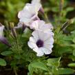 Petúnie 'Tiny Tunia Silver' - Petunia hybrida 'Tiny Tunia Silver'