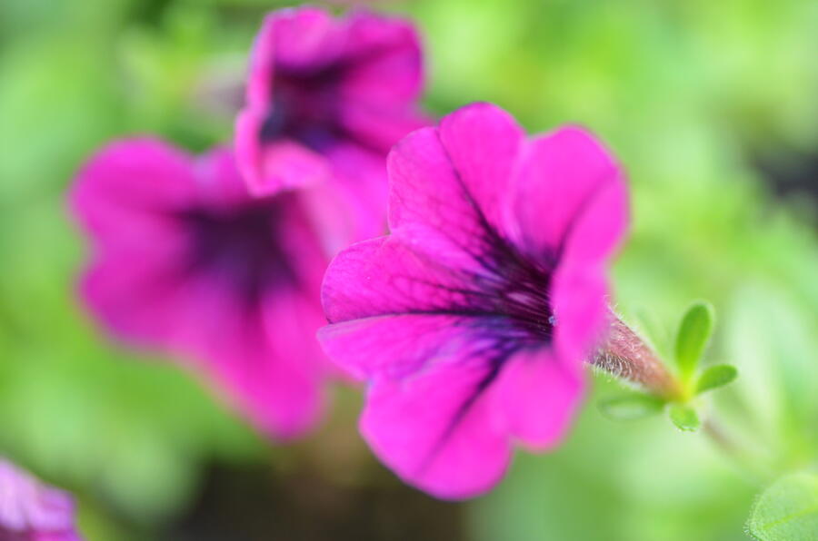 Petúnie 'Tiny Tunia Burgundy' - Petunia hybrida 'Tiny Tunia Burgundy'