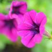Petúnie 'Tiny Tunia Burgundy' - Petunia hybrida 'Tiny Tunia Burgundy'