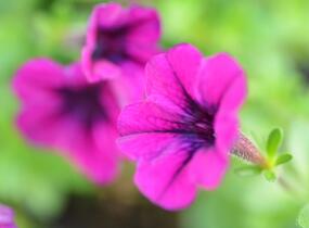 Petúnie 'Tiny Tunia Burgundy' - Petunia hybrida 'Tiny Tunia Burgundy'