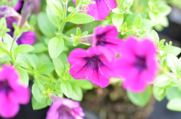 Petúnie 'Tiny Tunia Burgundy' - Petunia hybrida 'Tiny Tunia Burgundy'