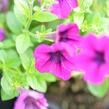 Petúnie 'Tiny Tunia Burgundy' - Petunia hybrida 'Tiny Tunia Burgundy'