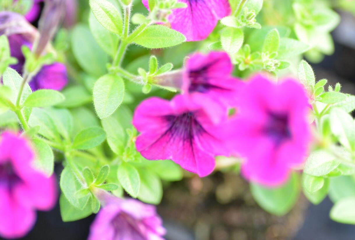 Petúnie 'Tiny Tunia Burgundy' - Petunia hybrida 'Tiny Tunia Burgundy'