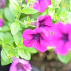 Petúnie 'Tiny Tunia Burgundy' - Petunia hybrida 'Tiny Tunia Burgundy'