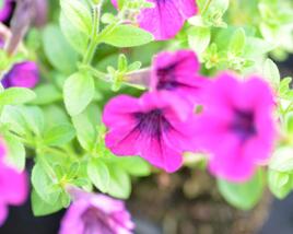Petúnie 'Tiny Tunia Burgundy'