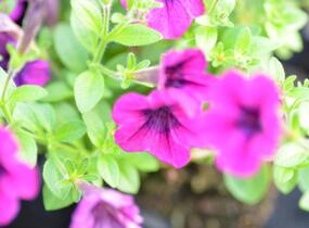 Petúnie 'Tiny Tunia Burgundy' - Petunia hybrida 'Tiny Tunia Burgundy'