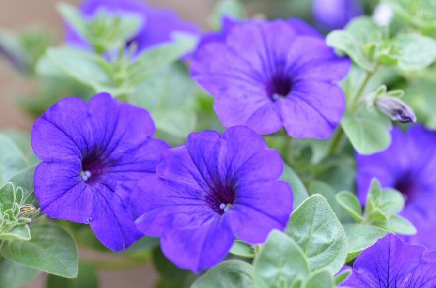 Petúnie 'Trailing Deep Blue' - Petunia 'Trailing Deep Blue'