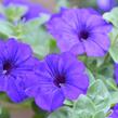 Petúnie 'Trailing Deep Blue' - Petunia 'Trailing Deep Blue'