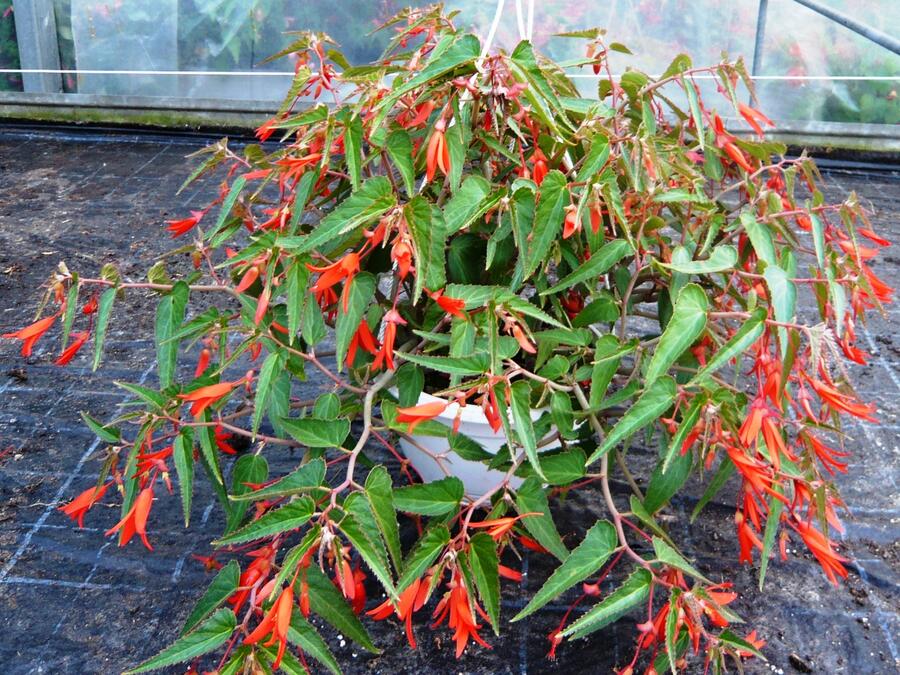 Begónie bolívijská 'Bonfire' - Begonia boliviensis 'Bonfire'