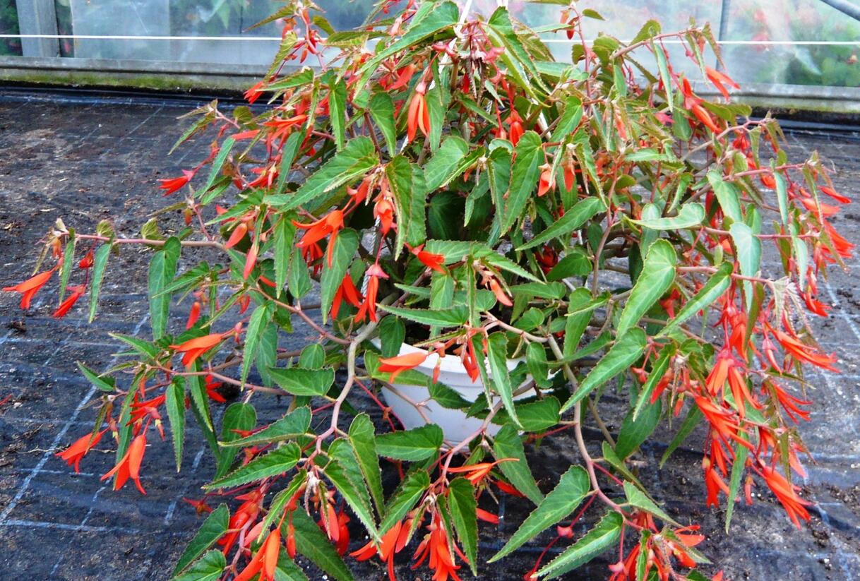 Begónie bolívijská 'Bonfire' - Begonia boliviensis 'Bonfire'
