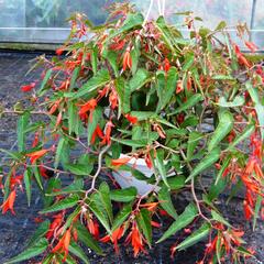 Begónie bolívijská 'Bonfire' - Begonia boliviensis 'Bonfire'