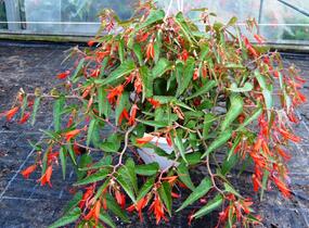 Begónie bolívijská 'Bonfire' - Begonia boliviensis 'Bonfire'