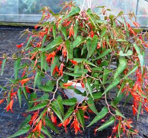 Begónie bolívijská 'Bonfire' - Begonia boliviensis 'Bonfire'