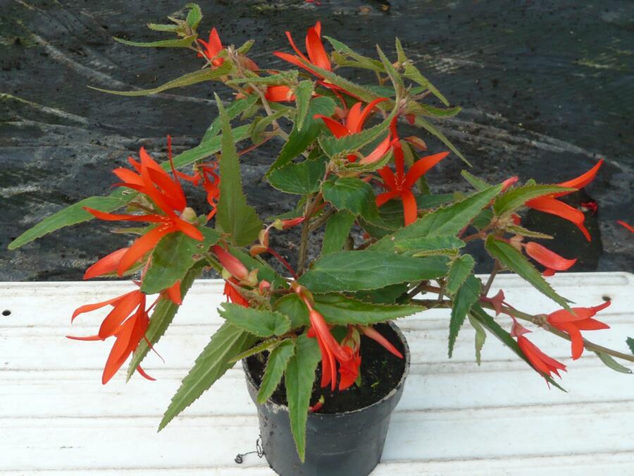 Begónie bolívijská 'Bonfire' - Begonia boliviensis 'Bonfire'
