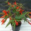 Begónie bolívijská 'Bonfire' - Begonia boliviensis 'Bonfire'