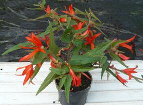 Begónie bolívijská 'Bonfire' - Begonia boliviensis 'Bonfire'