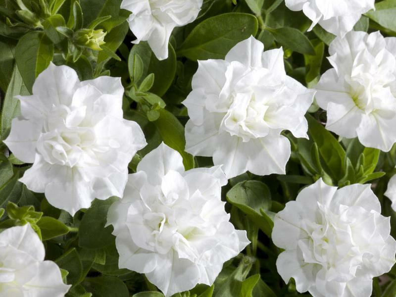 Petúnie 'Viva Double White' - Petunia hybrida 'Viva Double White'
