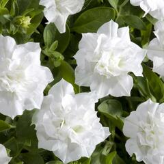 Petúnie 'Viva Double White' - Petunia hybrida 'Viva Double White'